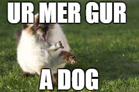 UR MER GUR; A DOG | image tagged in cat running from dog | made w/ Imgflip meme maker