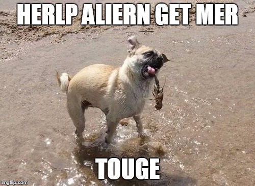 HERLP ALIERN GET MER; TOUGE | image tagged in pug v crawfish | made w/ Imgflip meme maker