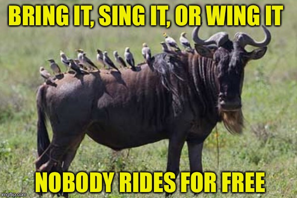 Birds on Beest | BRING IT, SING IT, OR WING IT; NOBODY RIDES FOR FREE | image tagged in birds,africa,riding | made w/ Imgflip meme maker