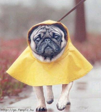wet puppy in the rain Blank Meme Template
