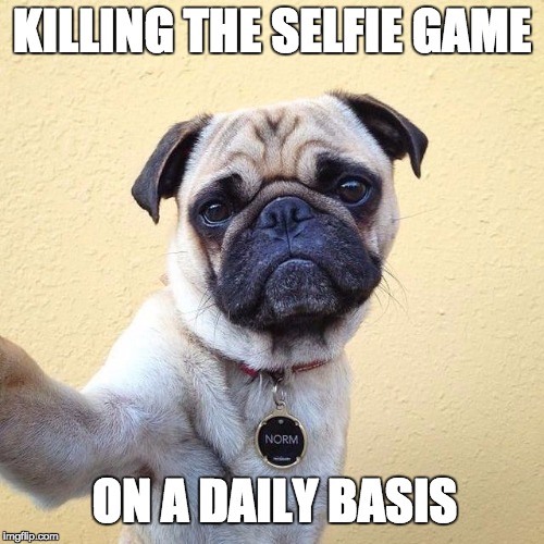 Killing the Pug Selfie Game | KILLING THE SELFIE GAME; ON A DAILY BASIS | image tagged in pugs,funny,funny meme,funny dog,dogs,funny animals | made w/ Imgflip meme maker