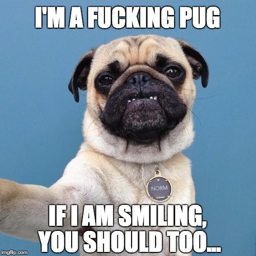 Im A Fucking Pug Imgflip 