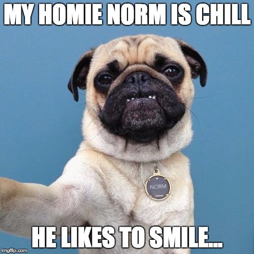 Norm Likes to Smile | MY HOMIE NORM IS CHILL; HE LIKES TO SMILE... | image tagged in hilarious,bad pun dogs,funny dogs,funny memes,funny animals | made w/ Imgflip meme maker