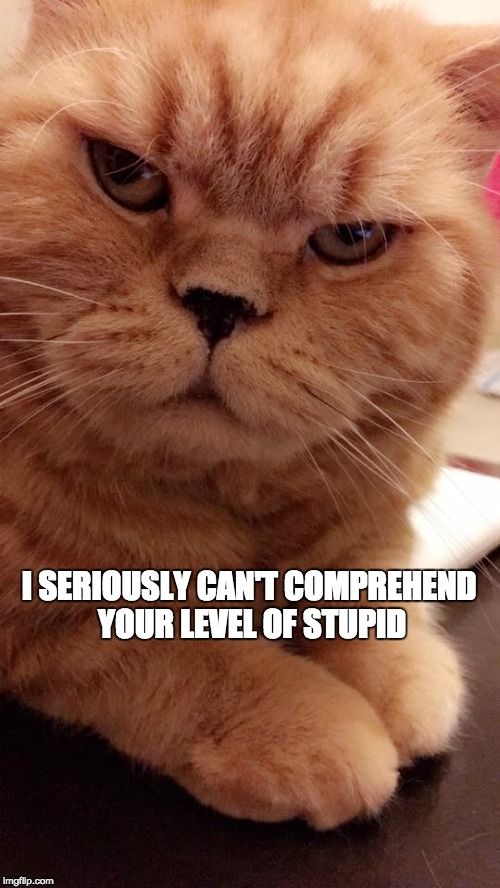 Fatty cat thinks you're stupid | I SERIOUSLY CAN'T COMPREHEND YOUR LEVEL OF STUPID | image tagged in fatty cat,stupid people | made w/ Imgflip meme maker