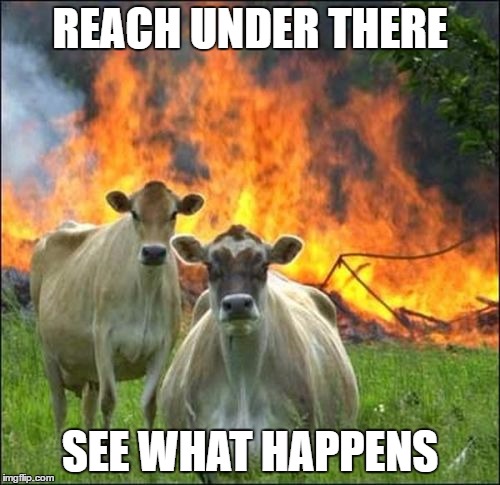 Evil Cows | REACH UNDER THERE; SEE WHAT HAPPENS | image tagged in memes,evil cows | made w/ Imgflip meme maker