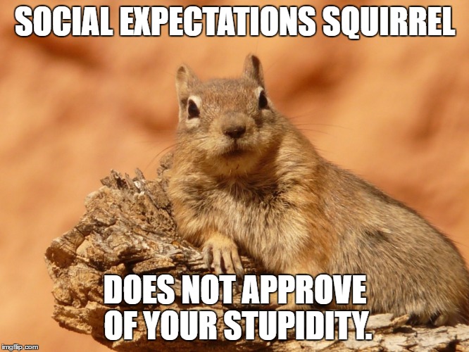 Social Expectations Squirrel | SOCIAL EXPECTATIONS SQUIRREL; DOES NOT APPROVE OF YOUR STUPIDITY. | image tagged in social expectations squirrel | made w/ Imgflip meme maker