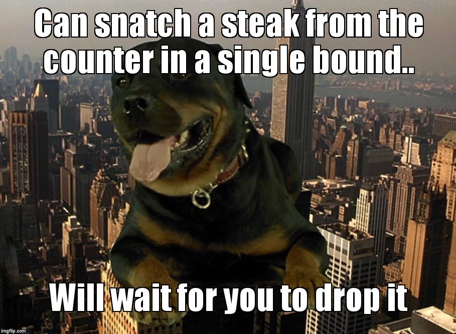 Super Dawg | Can snatch a steak from the counter in a single bound.. Will wait for you to drop it | image tagged in super dawg | made w/ Imgflip meme maker