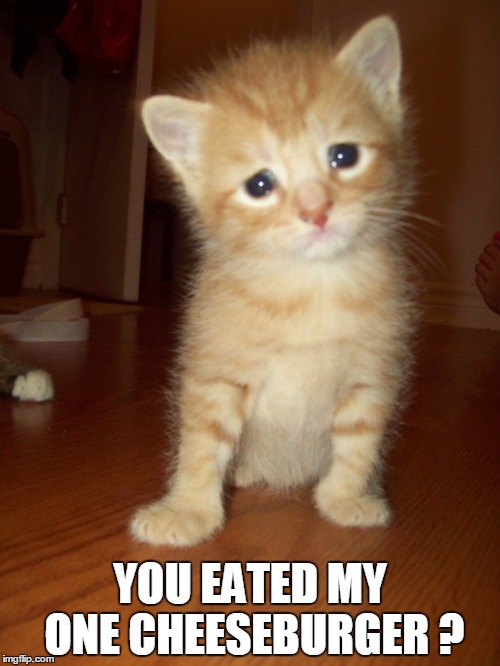 My one cheeseburger ? | YOU EATED MY ONE CHEESEBURGER ? | image tagged in sad,kitty,cheeseburger,eated | made w/ Imgflip meme maker