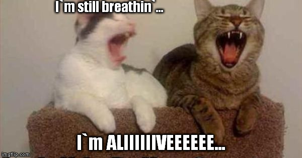 Im Alive  | I`m still breathin`... I`m ALIIIIIIVEEEEEE... | image tagged in cats | made w/ Imgflip meme maker