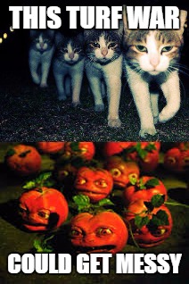 When the sun goes down  | THIS TURF WAR; COULD GET MESSY | image tagged in memes,killer tomatoes,wrong neighboorhood cats | made w/ Imgflip meme maker