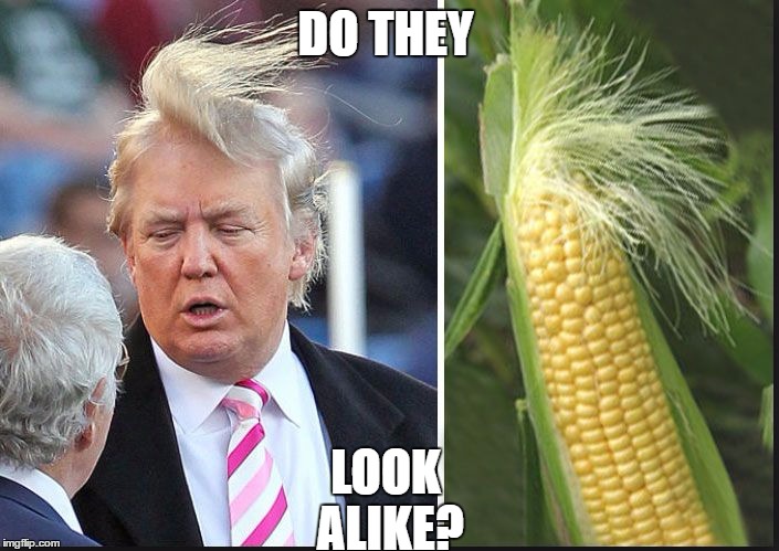 LOOK ALIKE? DO THEY | image tagged in alike or not | made w/ Imgflip meme maker