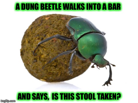 Another shitty joke... | A DUNG BEETLE WALKS INTO A BAR; AND SAYS,  IS THIS STOOL TAKEN? | image tagged in memes,funny,shitty jokes | made w/ Imgflip meme maker