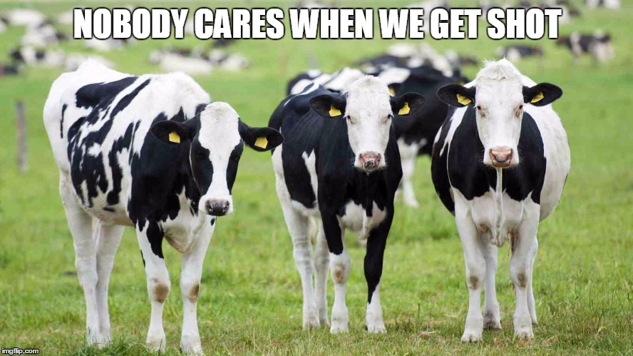 Priorities | NOBODY CARES WHEN WE GET SHOT | image tagged in cows | made w/ Imgflip meme maker