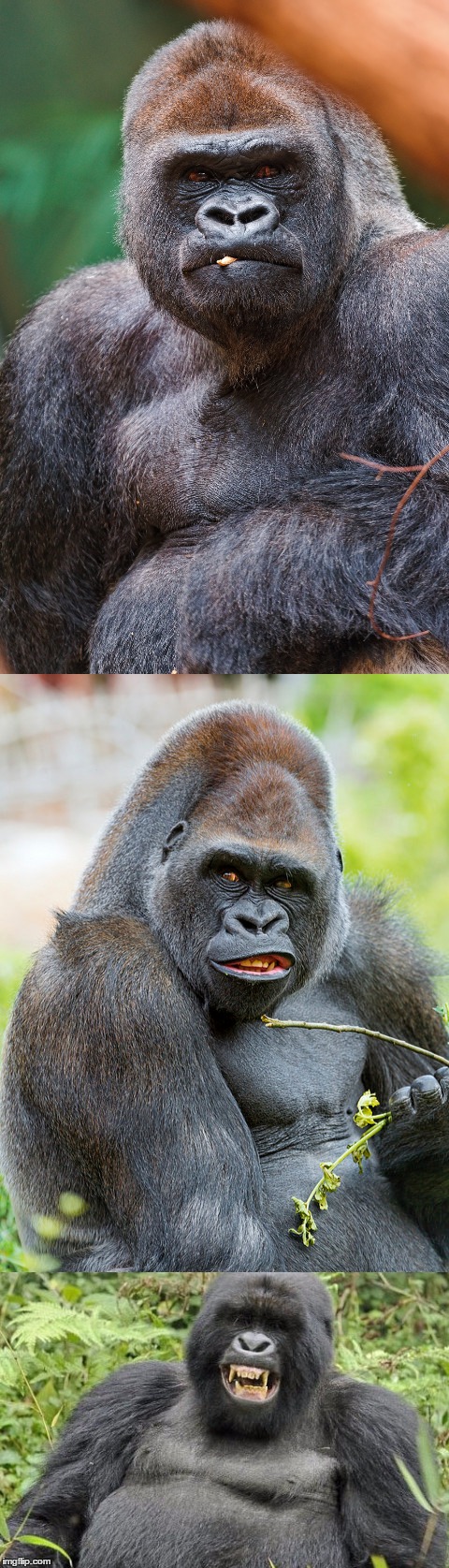 Bad Pun Gorilla | image tagged in lynch1979 | made w/ Imgflip meme maker