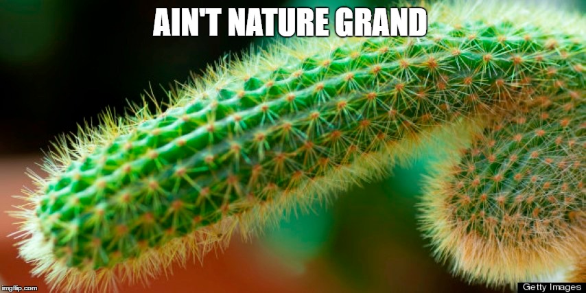 AIN'T NATURE GRAND | image tagged in nature,catus,memrs | made w/ Imgflip meme maker