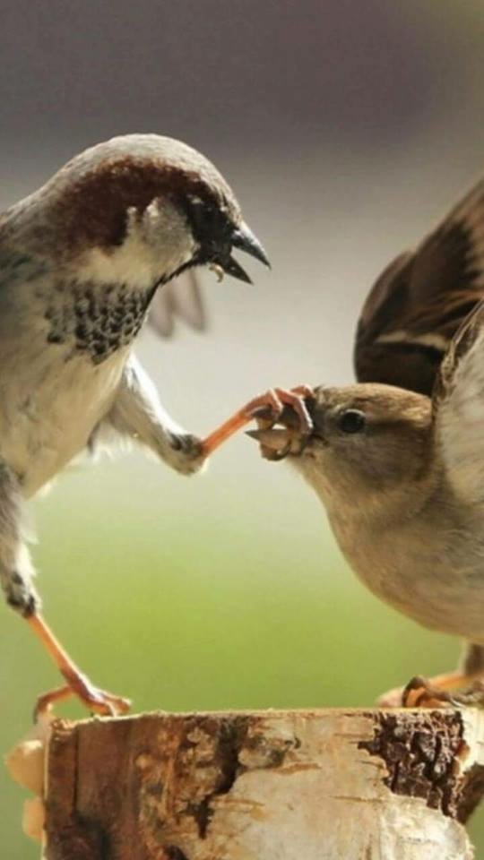 Shut up birds Blank Meme Template