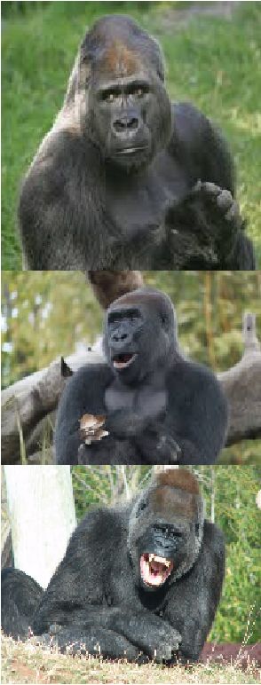Bad Pun Gorilla Blank Meme Template