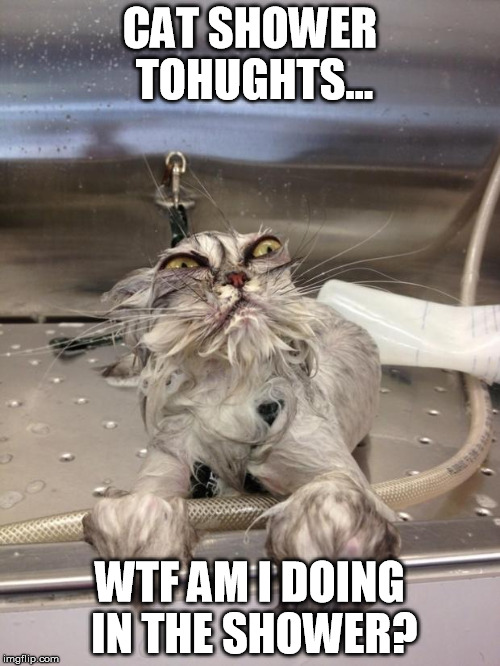 Angry Wet Cat | CAT SHOWER TOHUGHTS... WTF AM I DOING IN THE SHOWER? | image tagged in angry wet cat | made w/ Imgflip meme maker