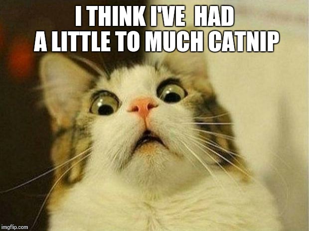 Tripping cat  | I THINK I'VE  HAD A LITTLE TO MUCH CATNIP | image tagged in memes,scared cat | made w/ Imgflip meme maker