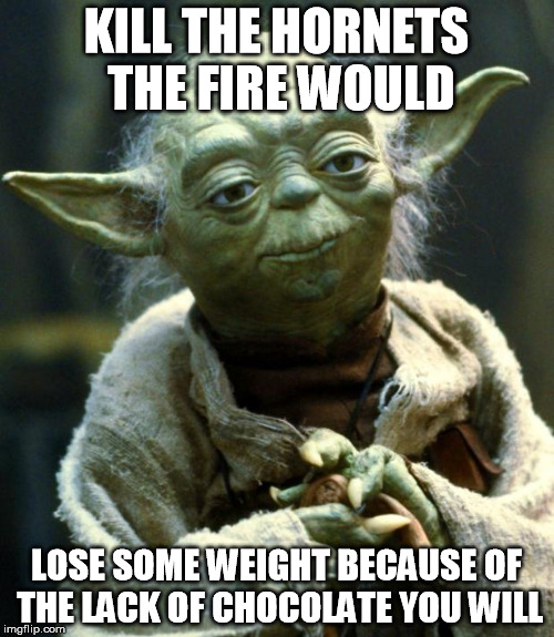 Star Wars Yoda Meme | KILL THE HORNETS THE FIRE WOULD LOSE SOME WEIGHT BECAUSE OF THE LACK OF CHOCOLATE YOU WILL | image tagged in memes,star wars yoda | made w/ Imgflip meme maker