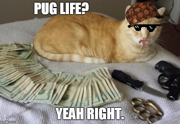 Thug life | PUG LIFE? YEAH RIGHT. | image tagged in thug life,scumbag | made w/ Imgflip meme maker