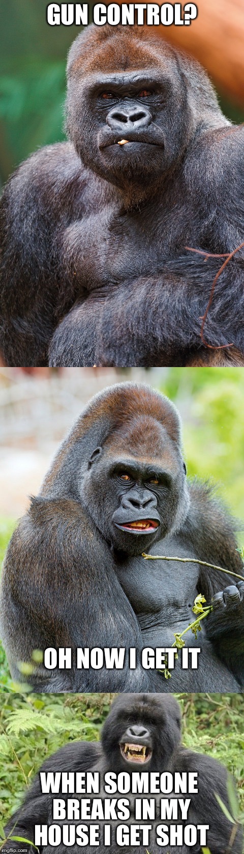 albino gorilla meme shot