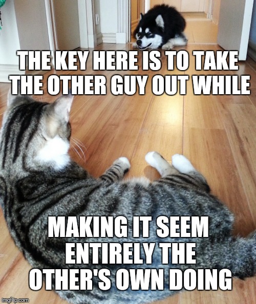 Mexican Standoff | THE KEY HERE IS TO TAKE THE OTHER GUY OUT WHILE; MAKING IT SEEM ENTIRELY THE OTHER'S OWN DOING | image tagged in dogs an cats | made w/ Imgflip meme maker