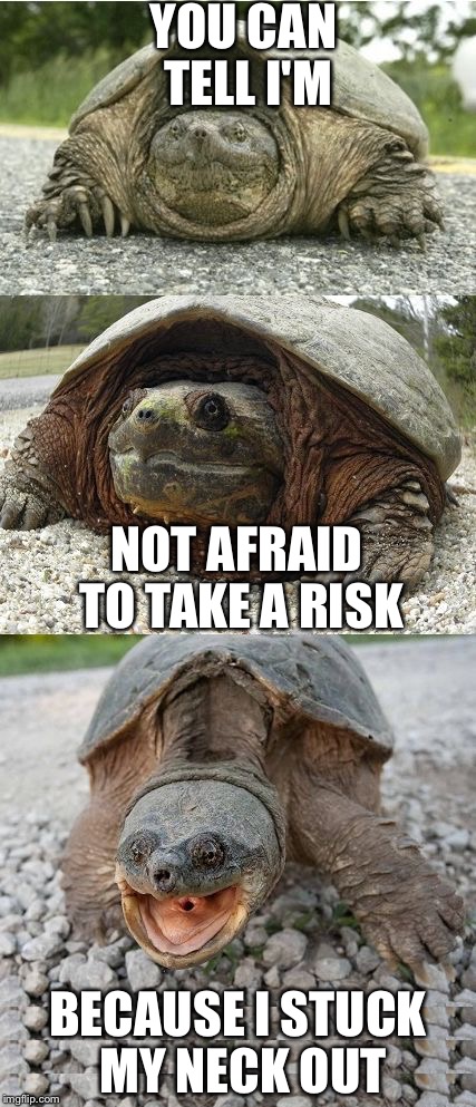 Bad Pun Tortoise | YOU CAN TELL I'M; NOT AFRAID TO TAKE A RISK; BECAUSE I STUCK MY NECK OUT | image tagged in bad pun tortoise | made w/ Imgflip meme maker