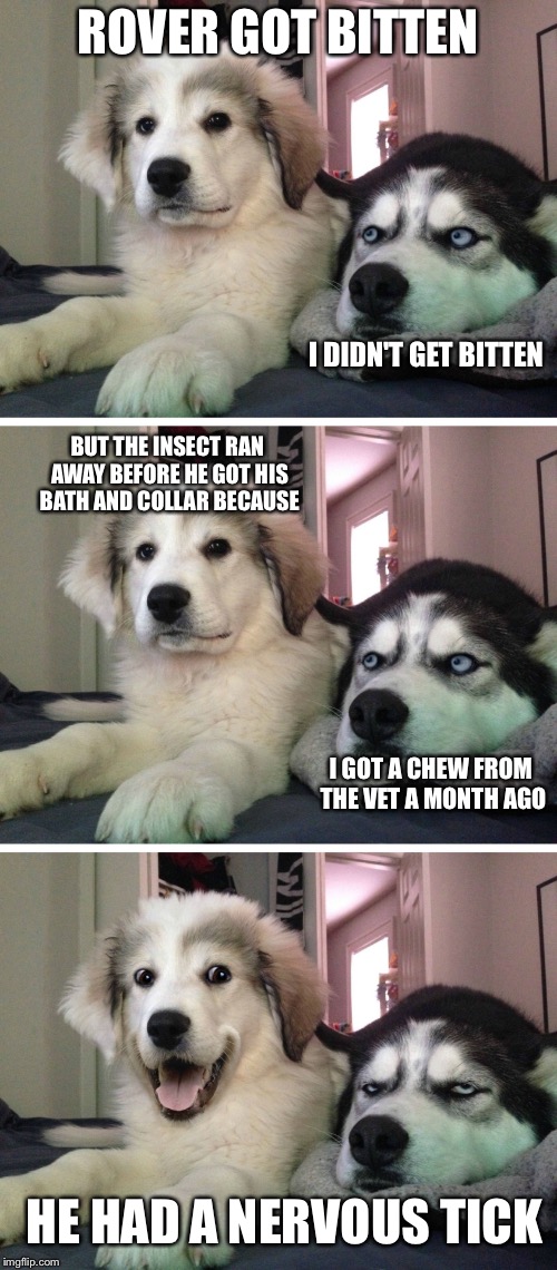 Bad pun dogs | ROVER GOT BITTEN; I DIDN'T GET BITTEN; BUT THE INSECT RAN AWAY BEFORE HE GOT HIS BATH AND COLLAR BECAUSE; I GOT A CHEW FROM THE VET A MONTH AGO; HE HAD A NERVOUS TICK | image tagged in bad pun dogs | made w/ Imgflip meme maker