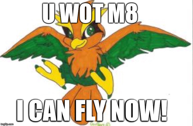 Fly, torchic, fly | U WOT M8; I CAN FLY NOW! | image tagged in torchic fly,mudkip,screwed | made w/ Imgflip meme maker