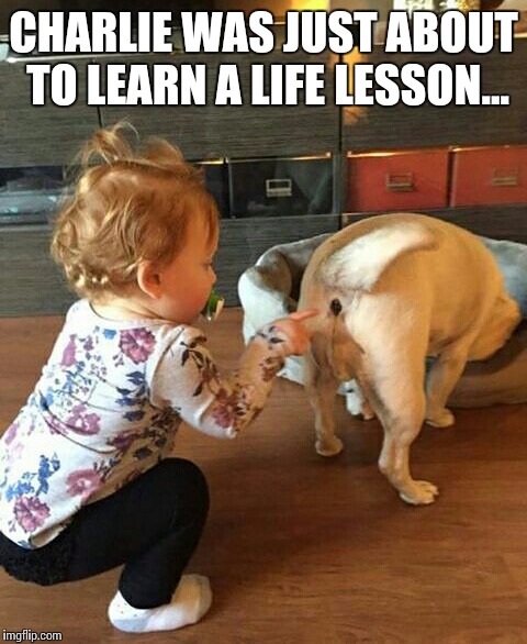 Charlie Was Just About To Learn A Life Lesson Imgflip