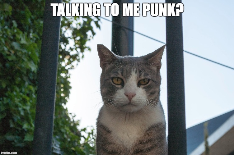 who you talking to punk? | TALKING TO ME PUNK? | image tagged in cats,funny cats,punk | made w/ Imgflip meme maker
