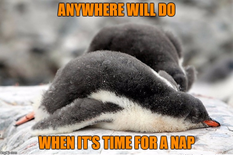 ANYWHERE WILL DO; WHEN IT'S TIME FOR A NAP | image tagged in penguin,nap | made w/ Imgflip meme maker