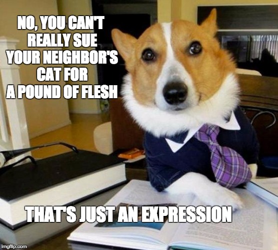 Lawyer dog | NO, YOU CAN'T REALLY SUE YOUR NEIGHBOR'S CAT FOR A POUND OF FLESH; THAT'S JUST AN EXPRESSION | image tagged in lawyer dog | made w/ Imgflip meme maker