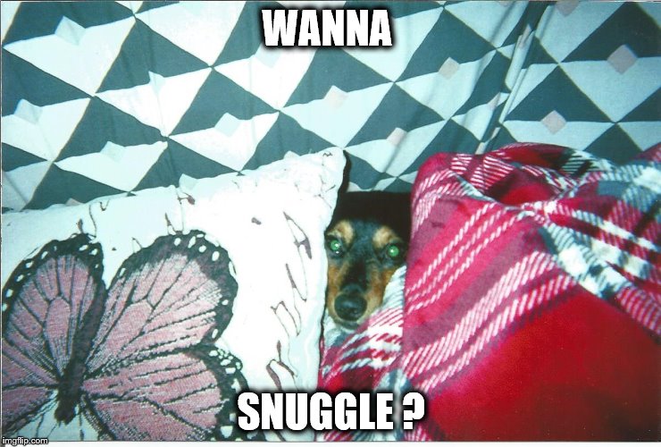 WANNA; SNUGGLE ? | image tagged in dog | made w/ Imgflip meme maker