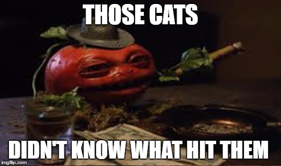 THOSE CATS DIDN'T KNOW WHAT HIT THEM | made w/ Imgflip meme maker