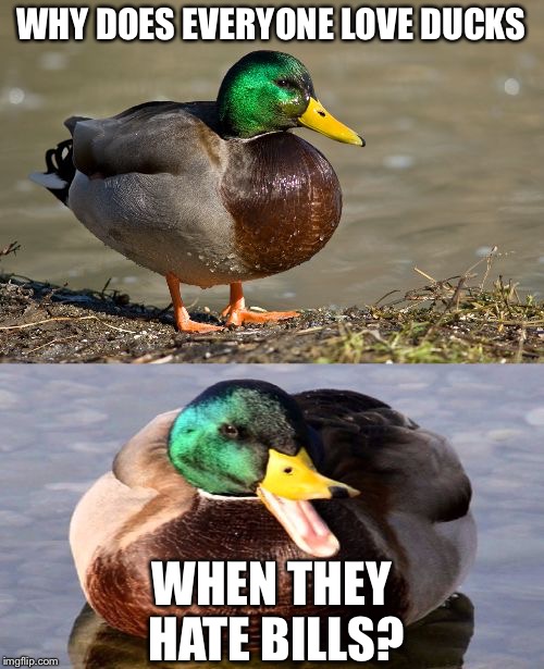 Bad Pun Duck |  WHY DOES EVERYONE LOVE DUCKS; WHEN THEY HATE BILLS? | image tagged in bad pun duck,memes,animals | made w/ Imgflip meme maker