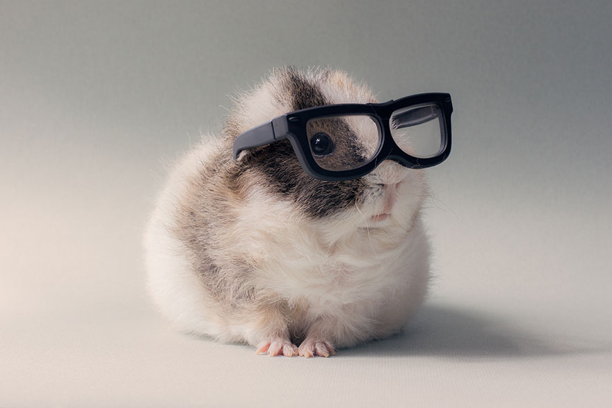 High Quality Hipster Guinea Pig Blank Meme Template