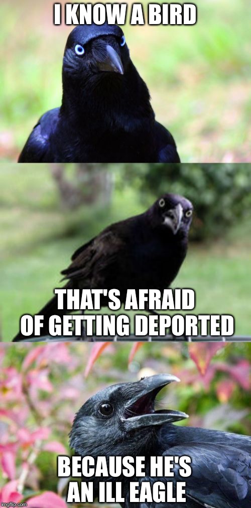 bad pun crow | I KNOW A BIRD; THAT'S AFRAID OF GETTING DEPORTED; BECAUSE HE'S AN ILL EAGLE | image tagged in bad pun crow | made w/ Imgflip meme maker