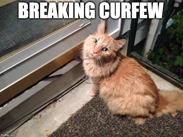 BREAKING CURFEW | image tagged in cornelius breaking curfew | made w/ Imgflip meme maker