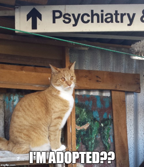 I'M ADOPTED?? | image tagged in ginger | made w/ Imgflip meme maker