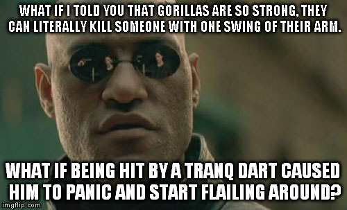 Matrix Morpheus Meme | WHAT IF I TOLD YOU THAT GORILLAS ARE SO STRONG, THEY CAN LITERALLY KILL SOMEONE WITH ONE SWING OF THEIR ARM. WHAT IF BEING HIT BY A TRANQ DA | image tagged in memes,matrix morpheus | made w/ Imgflip meme maker