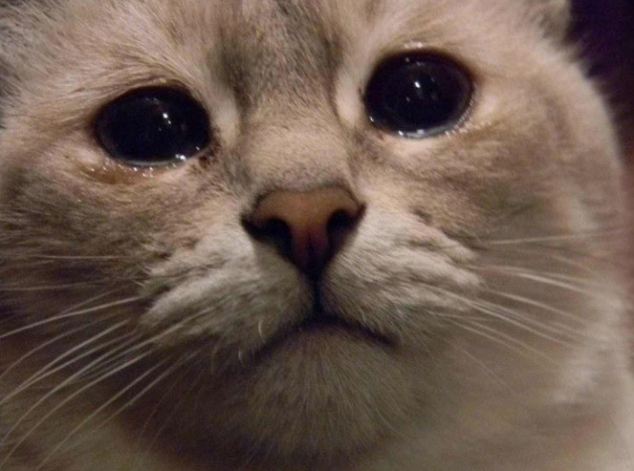 High Quality crying cat Blank Meme Template