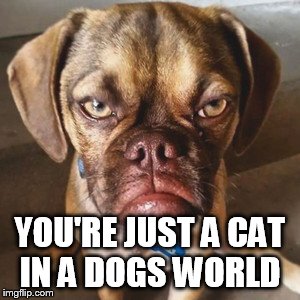 YOU'RE JUST A CAT IN A DOGS WORLD | made w/ Imgflip meme maker