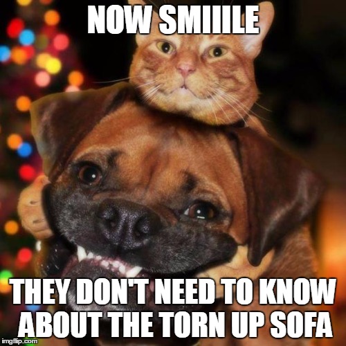 Smile and wave! Just smile and wave! | NOW SMIIILE; THEY DON'T NEED TO KNOW ABOUT THE TORN UP SOFA | image tagged in dogs an cats,cats and dogs living together,cats,funny,dogs | made w/ Imgflip meme maker