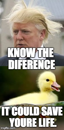 knowing it WILL save you're life | KNOW THE DIFERENCE; IT COULD SAVE YOURE LIFE. | image tagged in donald trump,duck | made w/ Imgflip meme maker