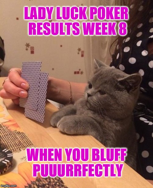 Poker Cat |  LADY LUCK POKER RESULTS WEEK 8; WHEN YOU BLUFF PUUURRFECTLY | image tagged in poker cat | made w/ Imgflip meme maker