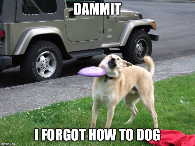 DAMMIT; I FORGOT HOW TO DOG | image tagged in frisbee doge | made w/ Imgflip meme maker