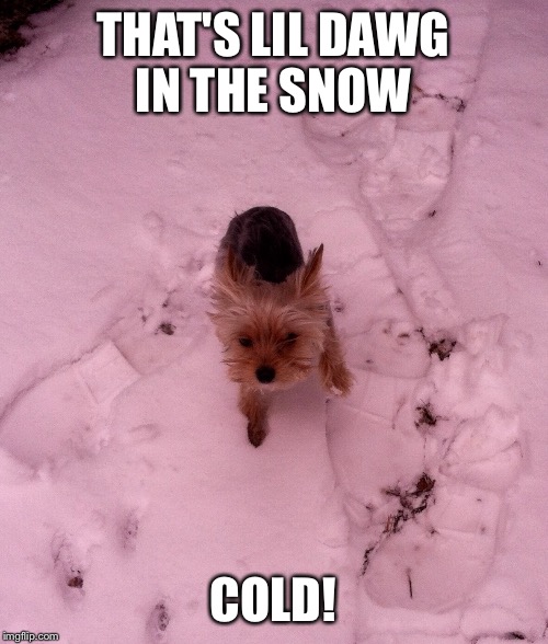 THAT'S LIL DAWG IN THE SNOW; COLD! | image tagged in cold weather,ouch | made w/ Imgflip meme maker