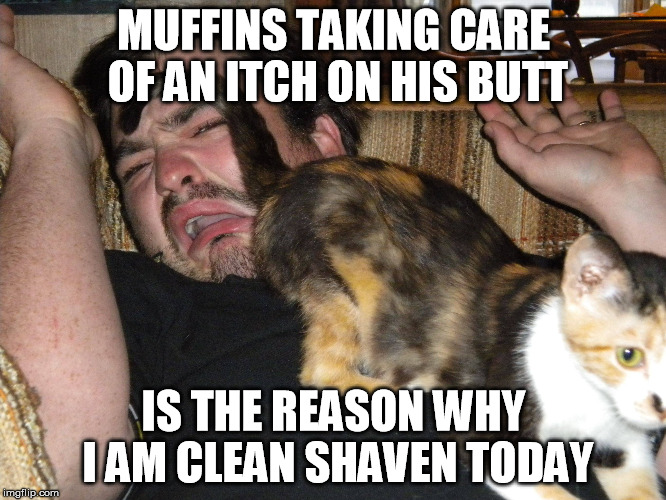 muffins the cat |  MUFFINS TAKING CARE OF AN ITCH ON HIS BUTT; IS THE REASON WHY I AM CLEAN SHAVEN TODAY | image tagged in muffins,cat,butt,itchy butt | made w/ Imgflip meme maker